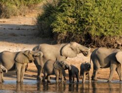 Kendaraan Pribadi Wisatawan Ringsek Diserang Gajah di Taman Nasional