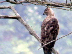 Apakah Burung Garuda Sungguh-sungguh Ada?