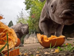 Sambut Halloween, Keluarga Badak Bermain dengan Labu