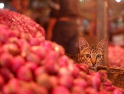 Harga Bawang Merah Naik di 318 Daerah