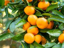 Manfaat Tangerine, Buah Imlek Manis yang Bisa Bikin Glowing