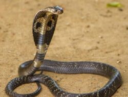 Benarkah Garam Ampuh Usir Ular?