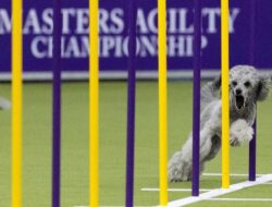 Kontes Bergengsi Anjing-anjing Lucu dan Berbakat di New York