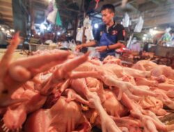 Harga Ayam Potong Anjlok, Peternak Terancam Rugi Rp80 M per Minggu