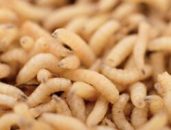 Mengenal Myiasis, Infeksi Hewan yang Serang Nenek di Meksiko