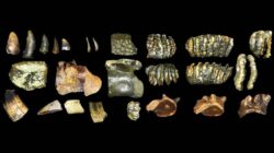 Homo Erectus Berusia 140 Ribu Tahun DItemukan di Selat Madura
