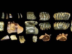 Homo Erectus Berusia 140 Ribu Tahun DItemukan di Selat Madura