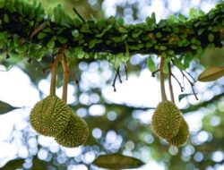 Malaysia Targetkan Turis Eropa dan Timur Tengah untuk Wisata Durian
