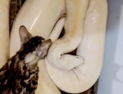 Viral Pria di Gresik Beri Makan Ular Peliharaannya dengan Kucing