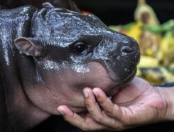 Moo Deng Ultah, Ribuan Fans Banjiri Kebun Binatang di Thailand