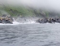 Kepanikan Singa Laut Terguncang Gempa Dahsyat Rusia