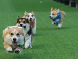 Lucunya Anjing Corgi Adu Unggul di Ajang Internasional
