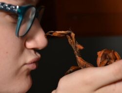 Peneliti Temukan Serangga Tongkat Raksasa Terberat di Australia