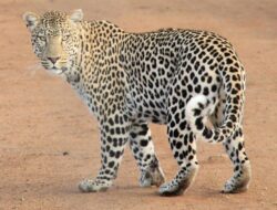 TSI Minta Penanganan Macan Tutul Kabur di Lembang Tak Main-main