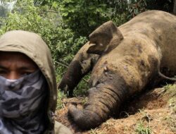 Gajah Tari Mati di Tesso Nilo, Selasa Sehat Rabu Tak Bernyawa