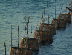 Sempat Dilarang Imbas Isu Radioaktif, Udang RI Di waktu ini Bisa Masuk AS