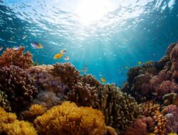 Kejadian Unggul Langka Laut Alor yang Bikin Ikan-ikan Pingsan