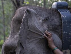 Cegah Kematian Gajah Sumatera dari Virus, Kemehut Gandeng Dokter India