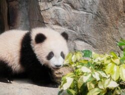 Jepang Terancam Tak Punya Lagi Panda setelah Ribut Sama China