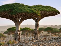 Ratusan Turis Terjebak di Pulau Socotra Imbas Ketegangan UEA-Saudi