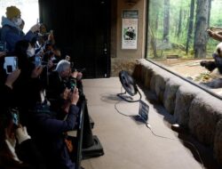 Fan Ucapkan Selamat Tinggal pada Satu-satunya Panda di Jepang