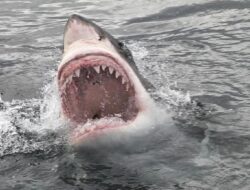 Remaja 12 Tahun di Sydney Tewas Digigit Hiu