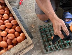 Badan Gizi Harus Tambahan 1.500 Peternak Telur Buat MBG 2026