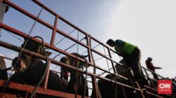 Unjuk Rasa Ratusan Jagal Bawa Sapi Geruduk DPRD, Tuntut Walkot Surabaya