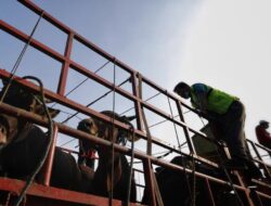 Unjuk Rasa Ratusan Jagal Bawa Sapi Geruduk DPRD, Tuntut Walkot Surabaya