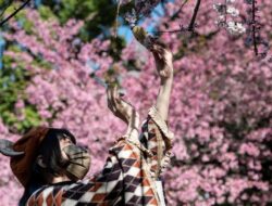 Biaya Trip Musim Sakura Jepang 2026 Turun Sampai saat ini 20 Persen dari 2025