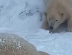 Momen Beruang Kutub Main Salju di Tengah Badai Musim Dingin Hungaria