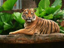 Cagar Alam dan Upaya Melindungi Harimau Malaya Terakhir di Malaysia