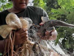 Sekda DKI Minta Dinas Seriusi Kejadian Unggul Ikan Sapu-sapu di Kali Ciliwung