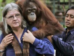 Sang Penyelamat Orangutan Kalimantan, Biruté Galdikas Tutup Usia di Umur 79 Tahun