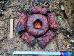 BRIN Teliti Rafflesia Anambas yang Viral, Bunga Langka Jenis Baru?