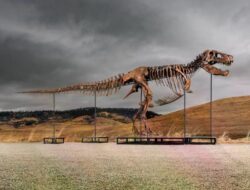 Orang Kaya Misterius Membeli Fosil Dinosaurus